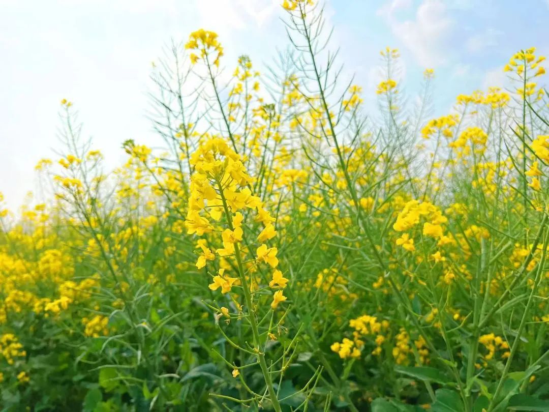 深圳十大最美公园旅游攻略,深圳免费公园景点值得打卡的地方