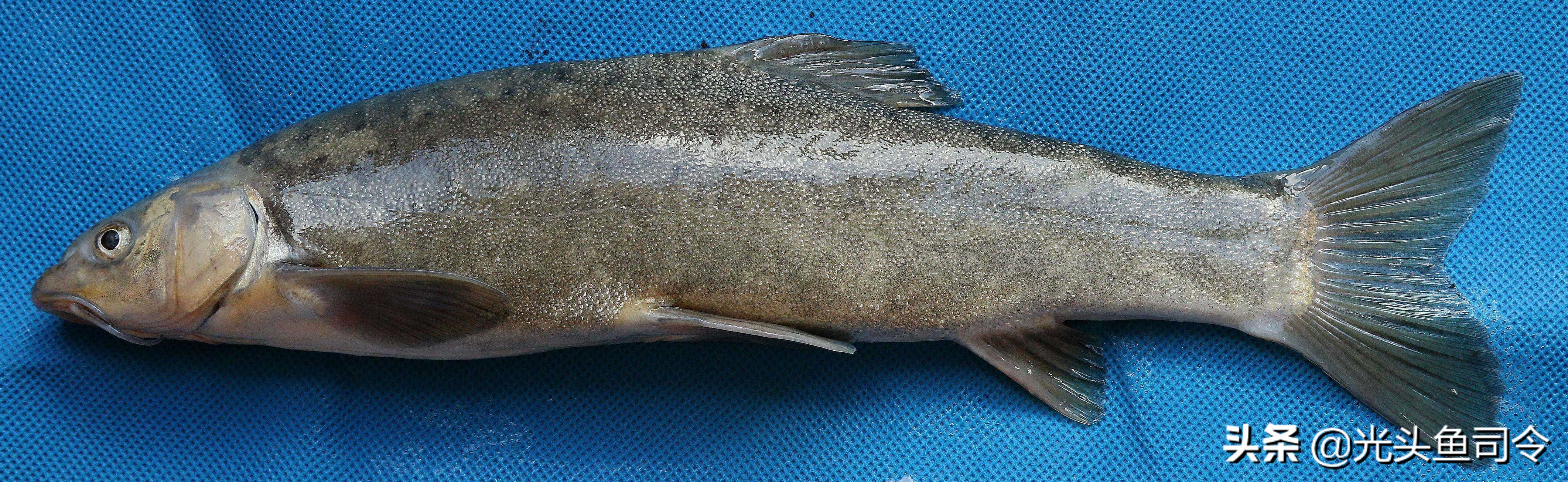 钓鱼钓到保护鱼种放了违法吗,钓鱼犯法的鱼类有哪些种类