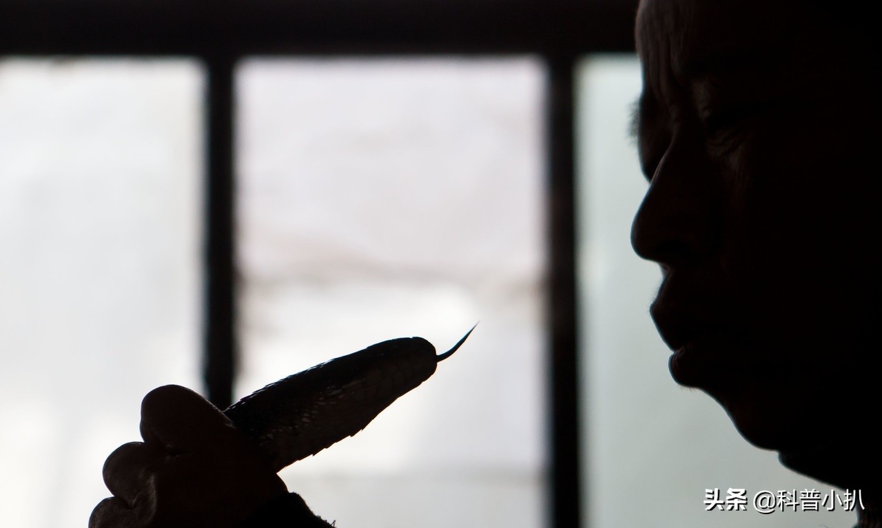 小伙救蛇后多年后蛇报恩,女子救蛇多年后长成巨蛇