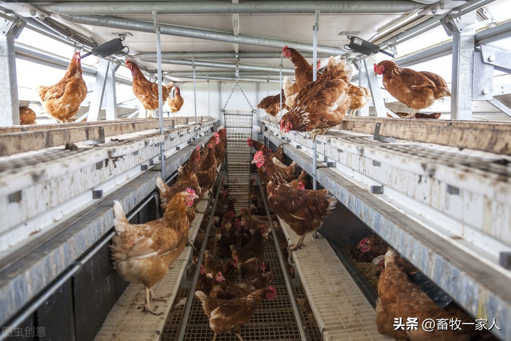 蛋鸡脑脊髓炎怎么办？减蛋、软壳蛋、无壳蛋，这样预防见效快