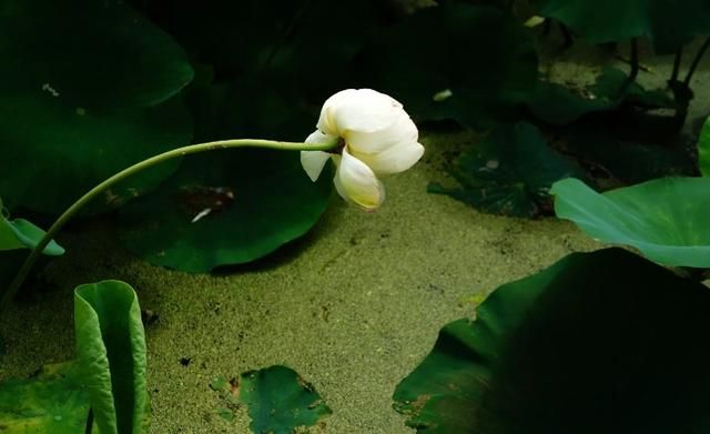 100句精辟的人生哲理的古语句子,150句经典古诗词饱含哲理意味深长