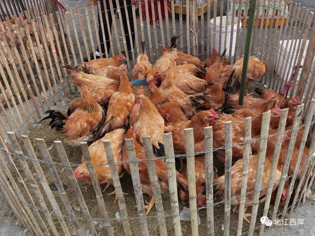 养活我们的菜市