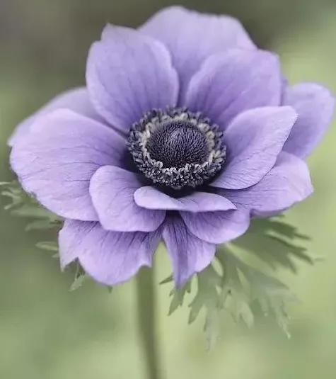 各种形态的花卉,30多种奇异的鲜花供你欣赏收藏