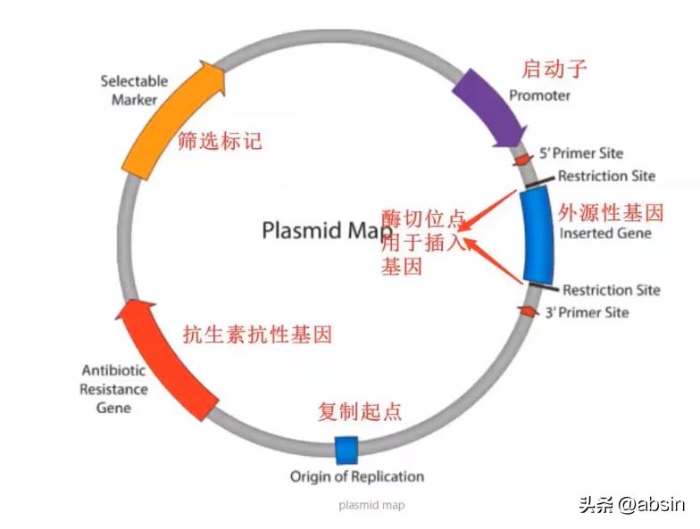 质粒载体克隆原理,分子克隆中质粒提取步骤