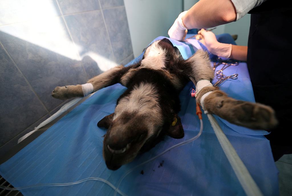 狗狗交配背靠背在一起，有必要将它们分开吗？