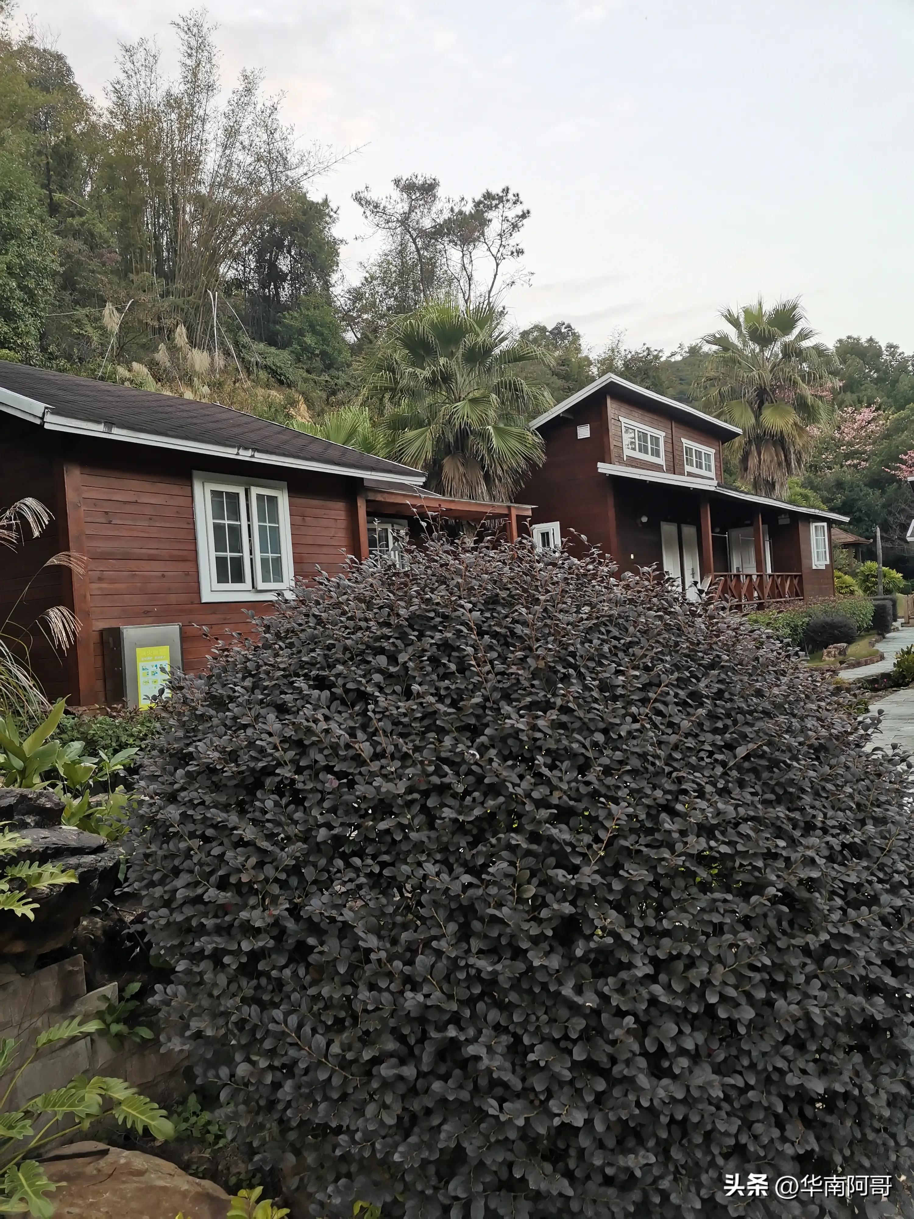 农村大山里爱情电视连续剧,大山里的爱情全集