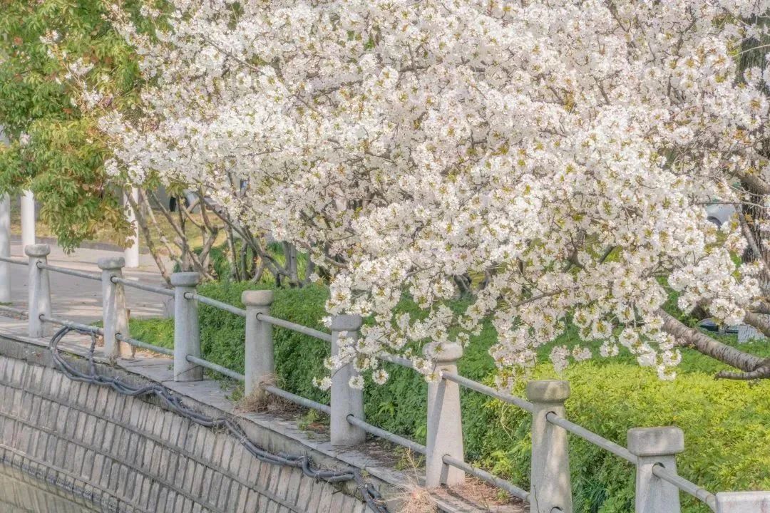 雨樱也浪漫！浙工大美美美！