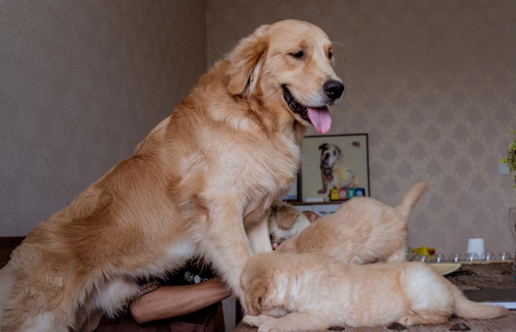 金毛体重多少为正常范围,金毛每个月体重多少正常