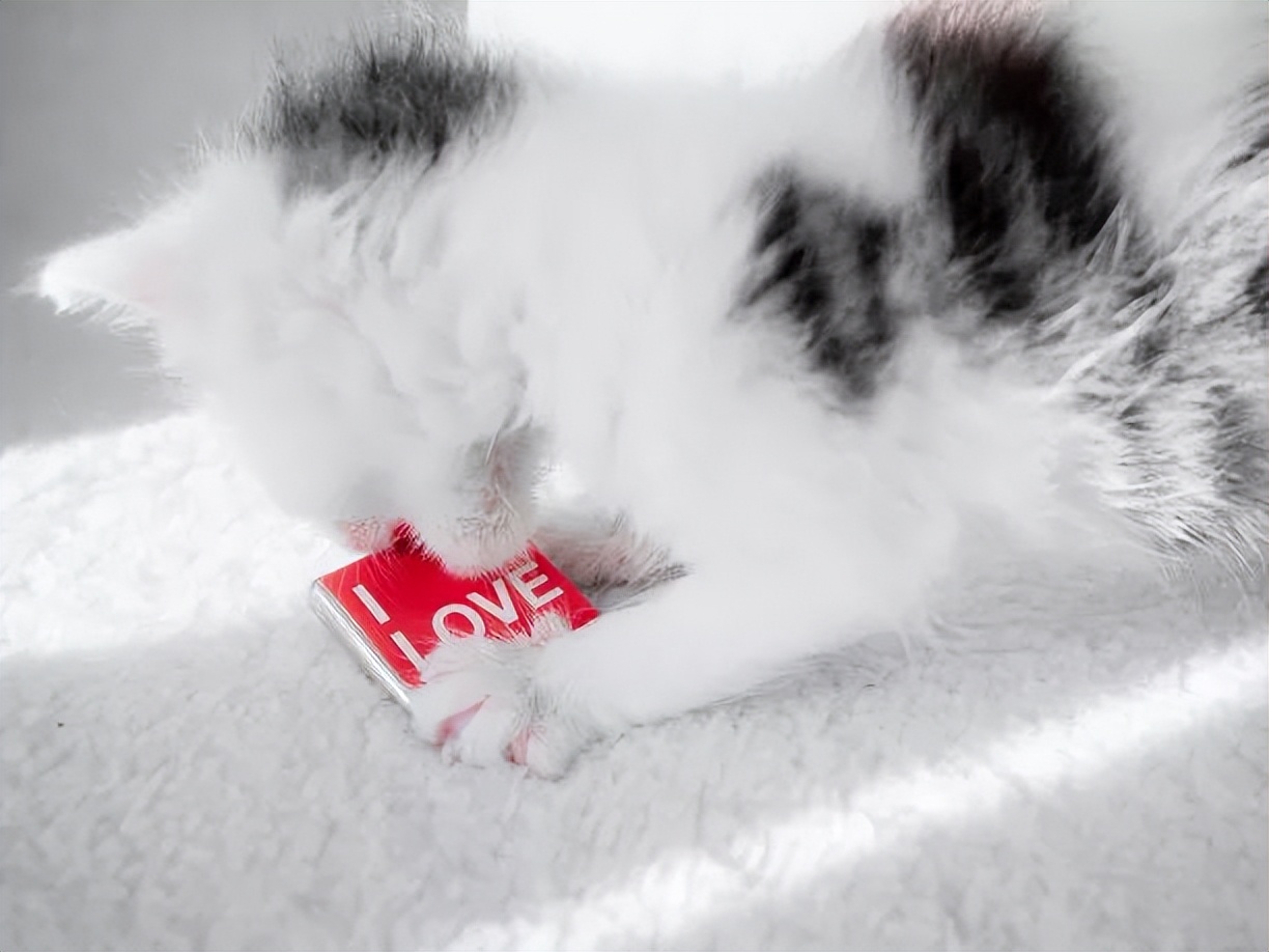 科学养猫攻略之新手养猫注意事项,猫怎么养新手养猫需注意4大问题