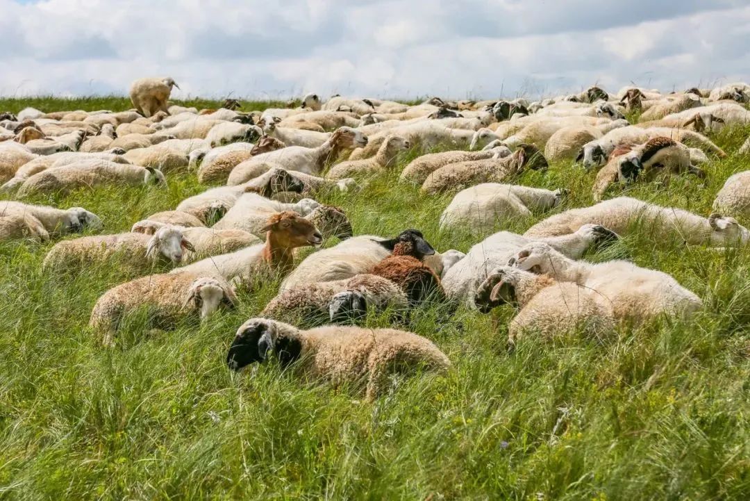 如何辨别羊肉卷是纯的羊肉,冻羊肉卷是怎么卷成的