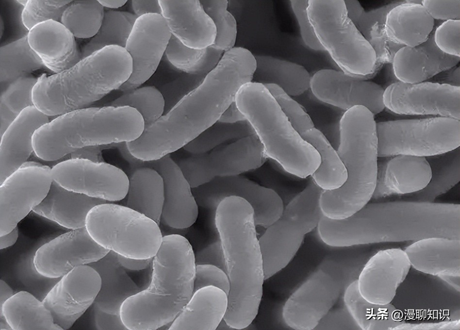 乳酸菌是一种还是一群细菌,乳酸菌是什么东西