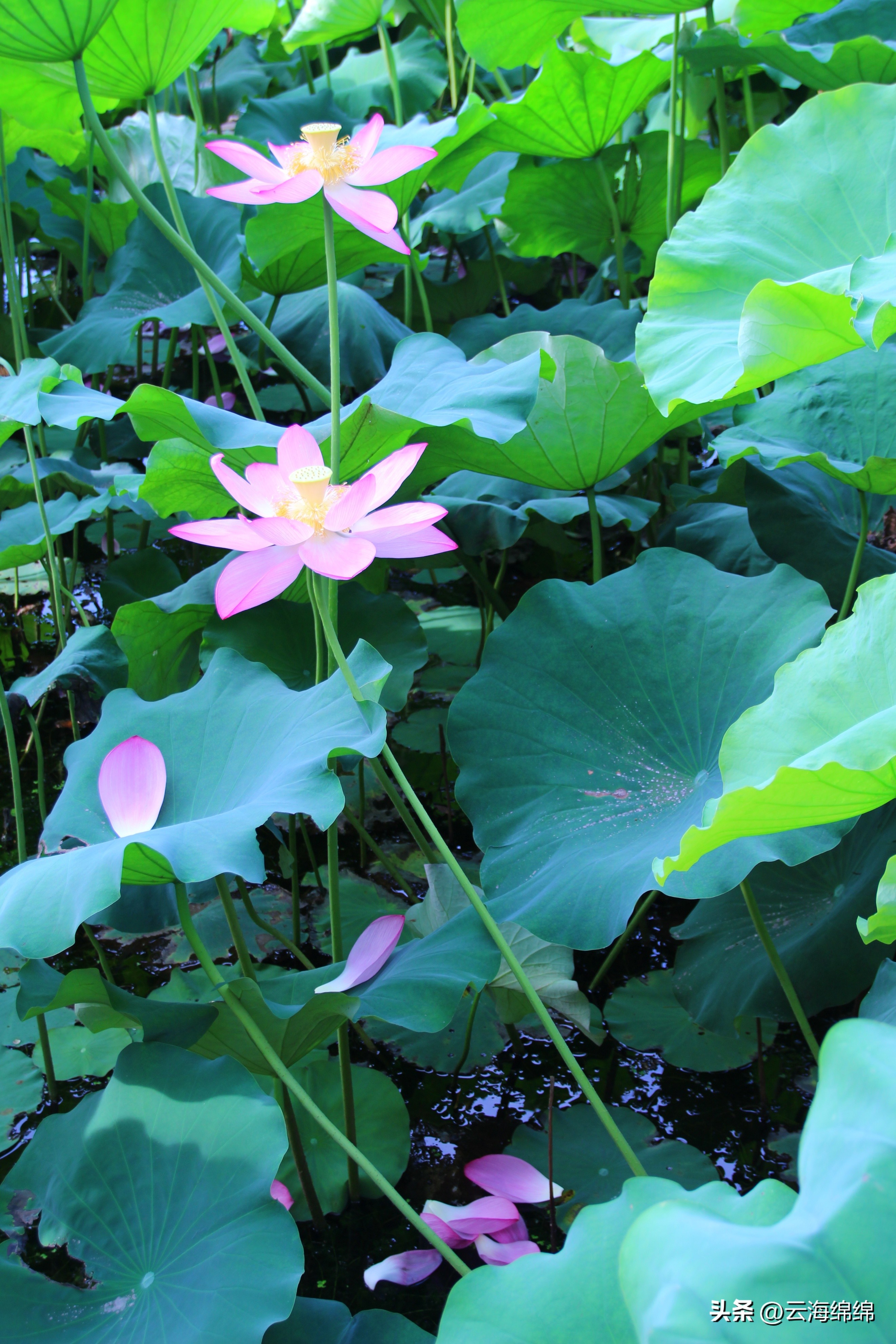 夏日荷花别样红照片,夏日荷花别样红手工