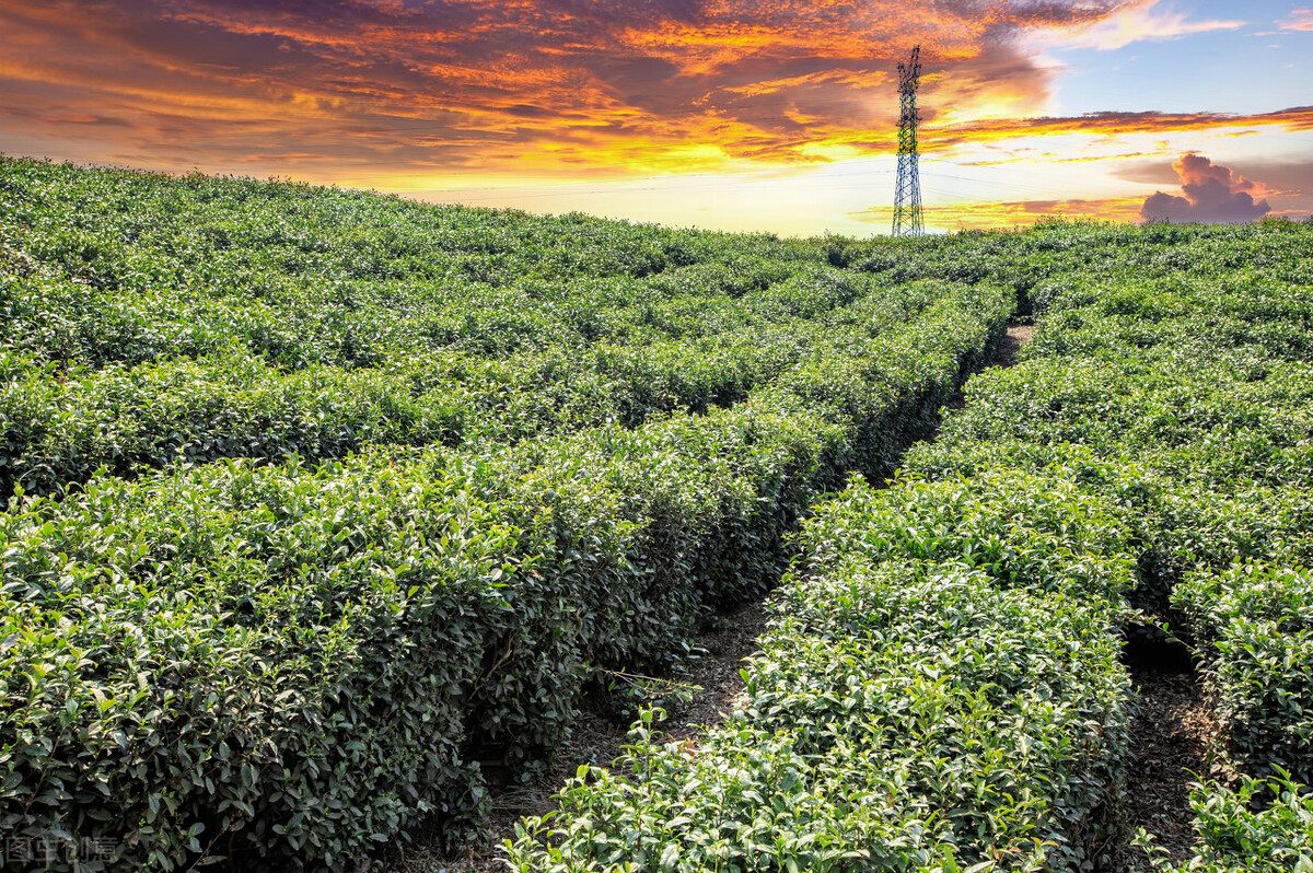 安吉白茶多少钱一盒,安吉白茶怎么样