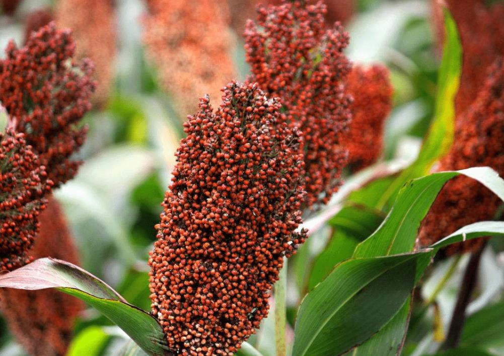 茅台王子珍品评测,2022茅台王子珍品整箱鉴别