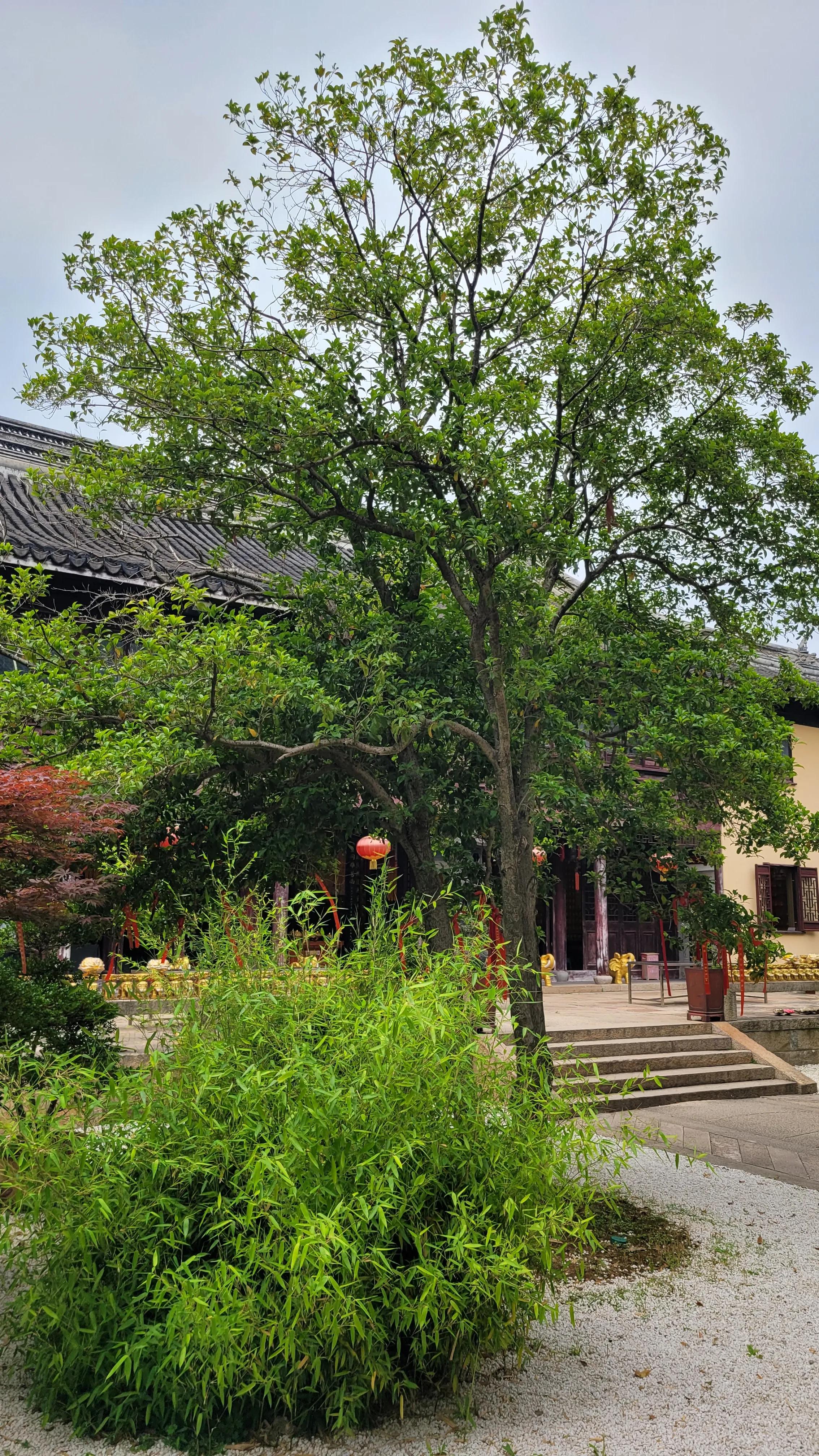 春天去无锡樱花谷旅游,无锡市梅园一日游攻略