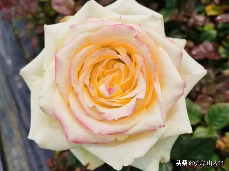 20cm大花重瓣月季品种,黄颜色大花月季是什么品种