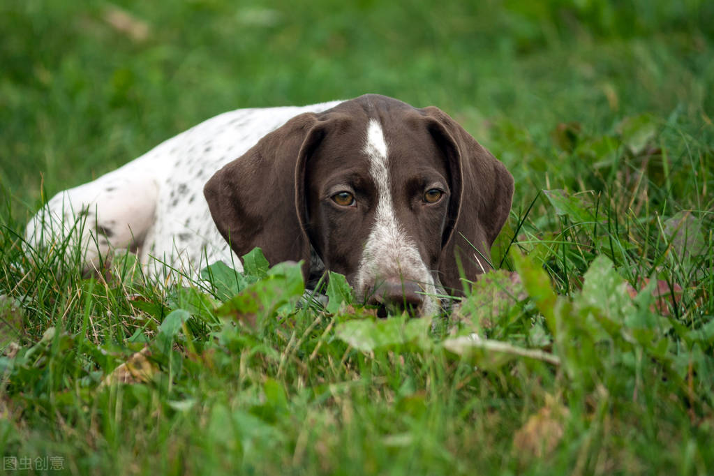 狗膀胱结石最好的治疗方法,狗子尿道结石会有什么表现