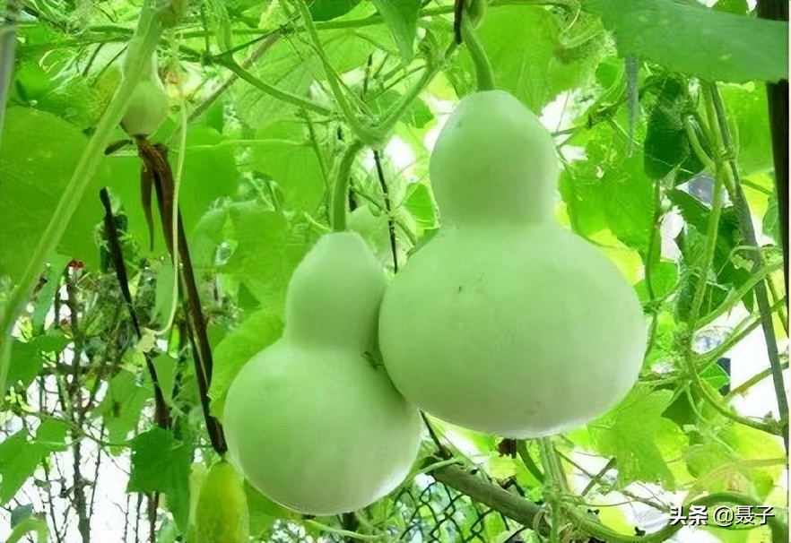 童年记忆宝葫芦,葫芦小金刚国漫童年回忆分享