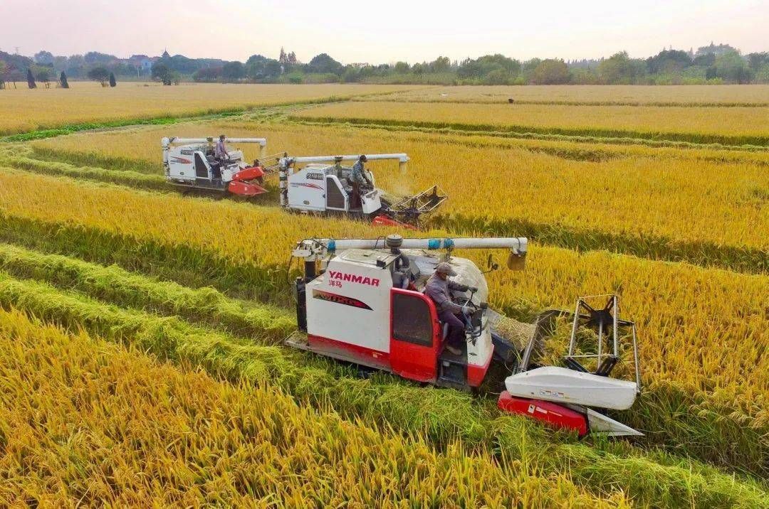 新农人乡村振兴创业挣钱吗,现代农业种植致富新项目