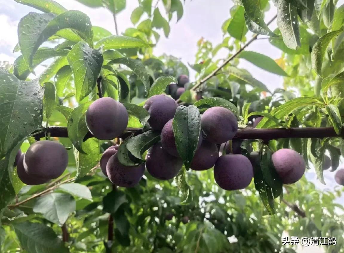 李子叶病害图片大全,李子树上白点是什么病害