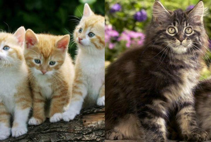 小白鞋脏了刷不下来有什么小妙招,小白鞋很脏怎么清洗没有白醋