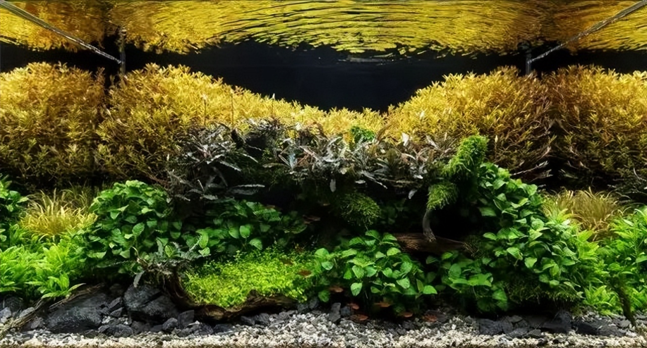 种水草教程什么时候放肥,水草怎么种比较好