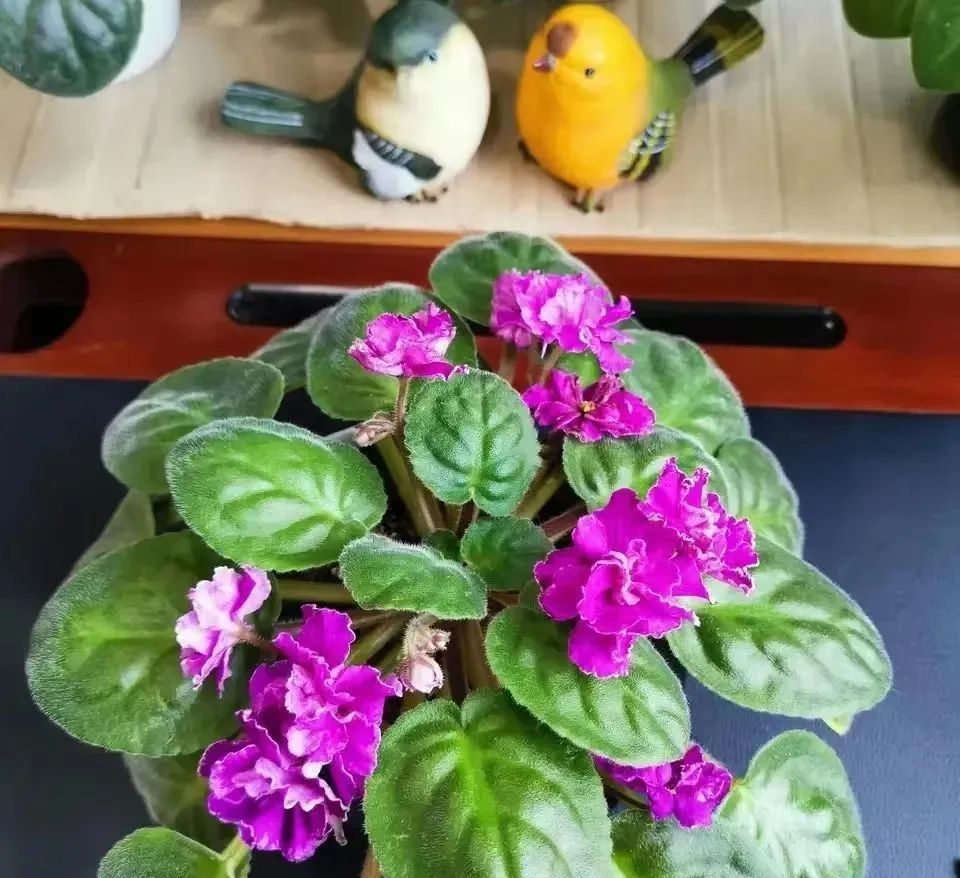 什么绿植去甲醛又好养,什么绿植去甲醛效果好又好养