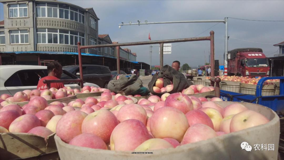 红将军苹果价格,红元帅苹果今日价格