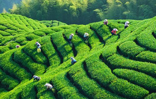 中国茶的传播对欧洲的影响,中国茶的传播