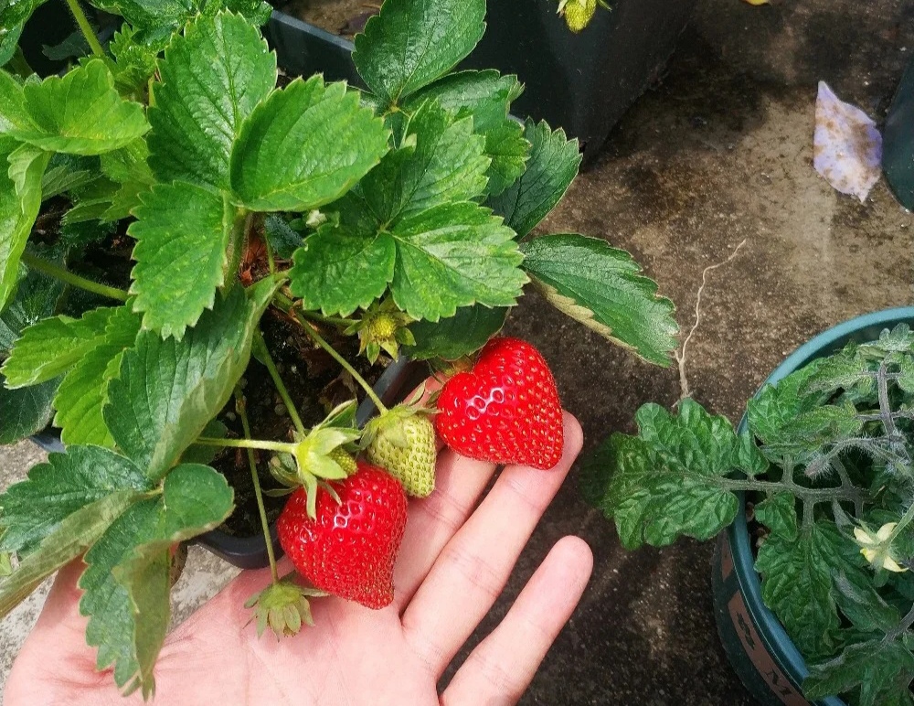 怎样让一颗草莓变成多颗草莓,想让草莓多结果施什么肥