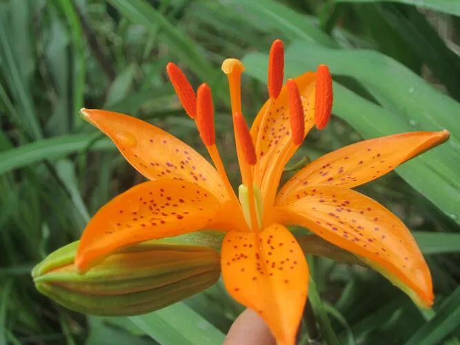 绽放的百合花,绽放的百合花32