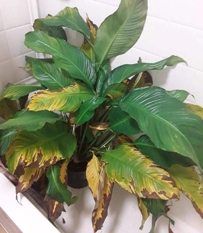 一帆风顺叶子发黄是什么原因,一帆风顺叶子有点发黄怎么办