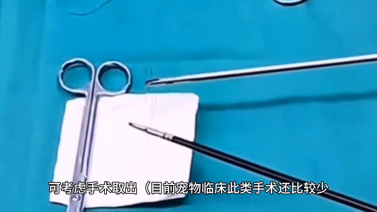 肥厚型心肌病猫,犬猫疾病诊疗视频