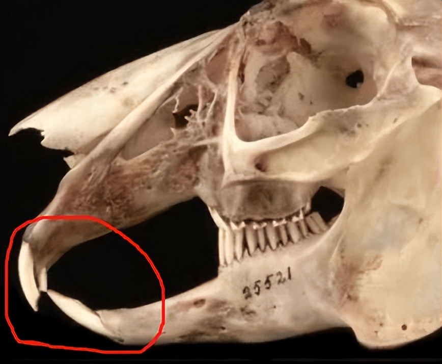 兔子为什么啃东西,兔子爱啃什么