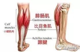 右小腿痉挛抽搐疼痛的原因,小腿肌肉抽搐痉挛怎么缓解