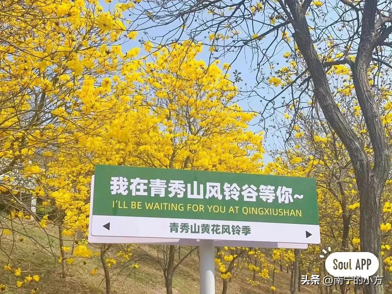 南宁风铃花真的太美了,南宁周边哪里最多黄风铃花