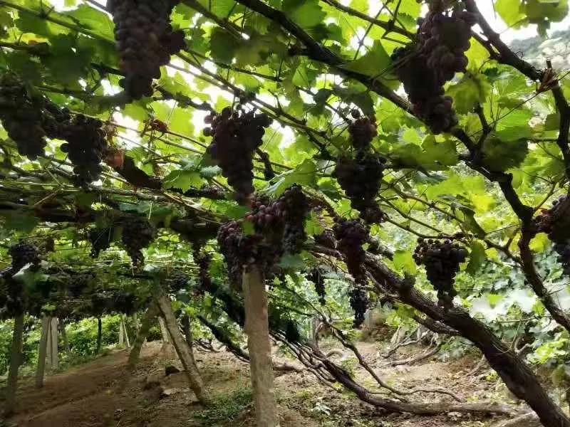 昌黎葡萄沟农家院,秦皇岛昌黎葡萄沟农家院民宿