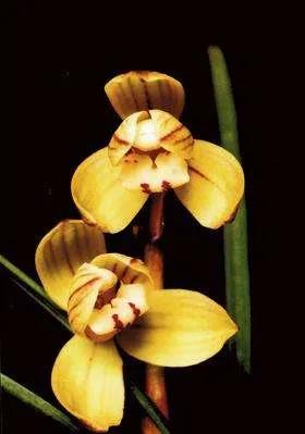 兰花品种大全四川,兰花品种鉴别方法