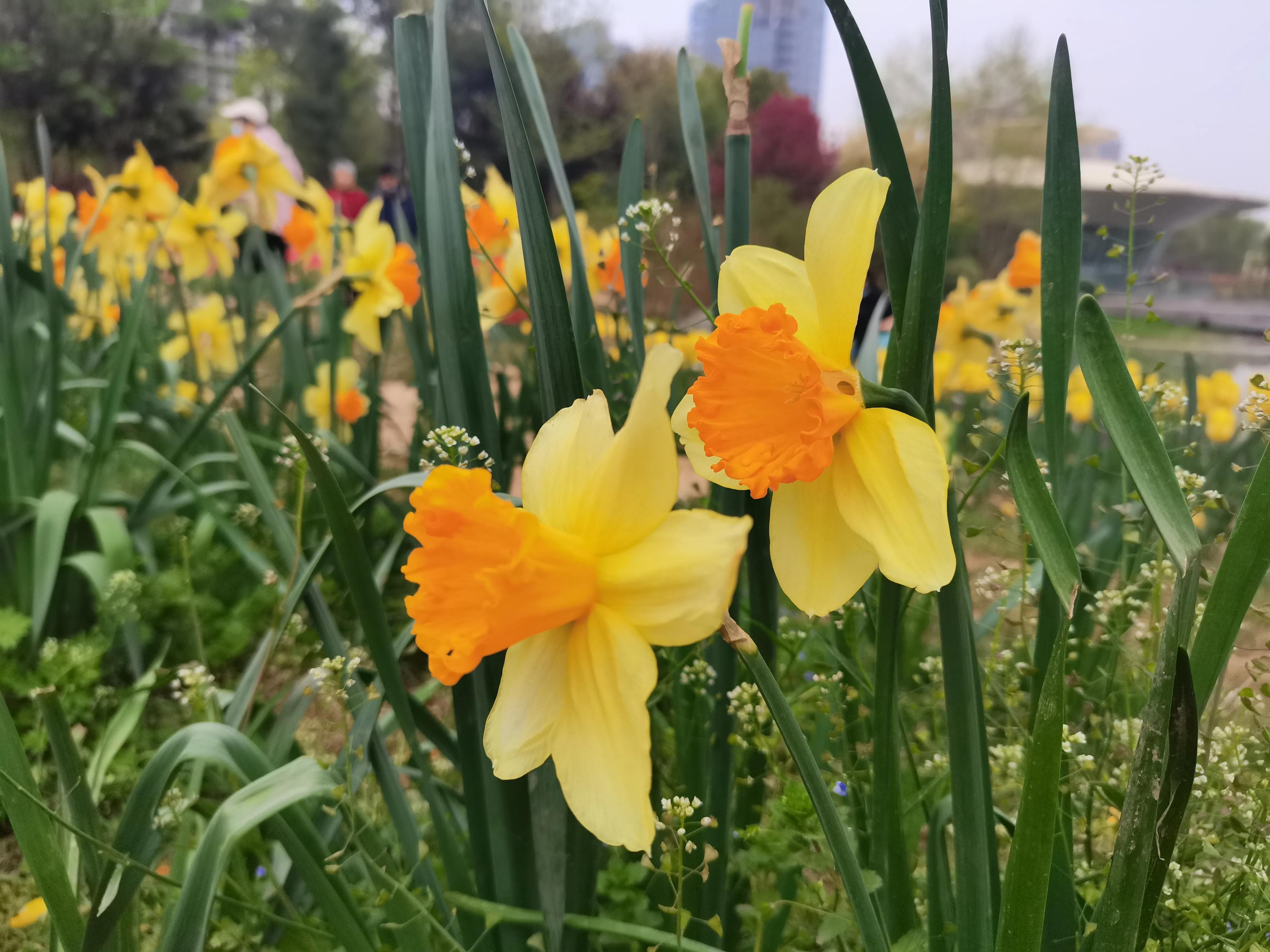 西安植物园春花怒放盛景,西安植物园海棠园