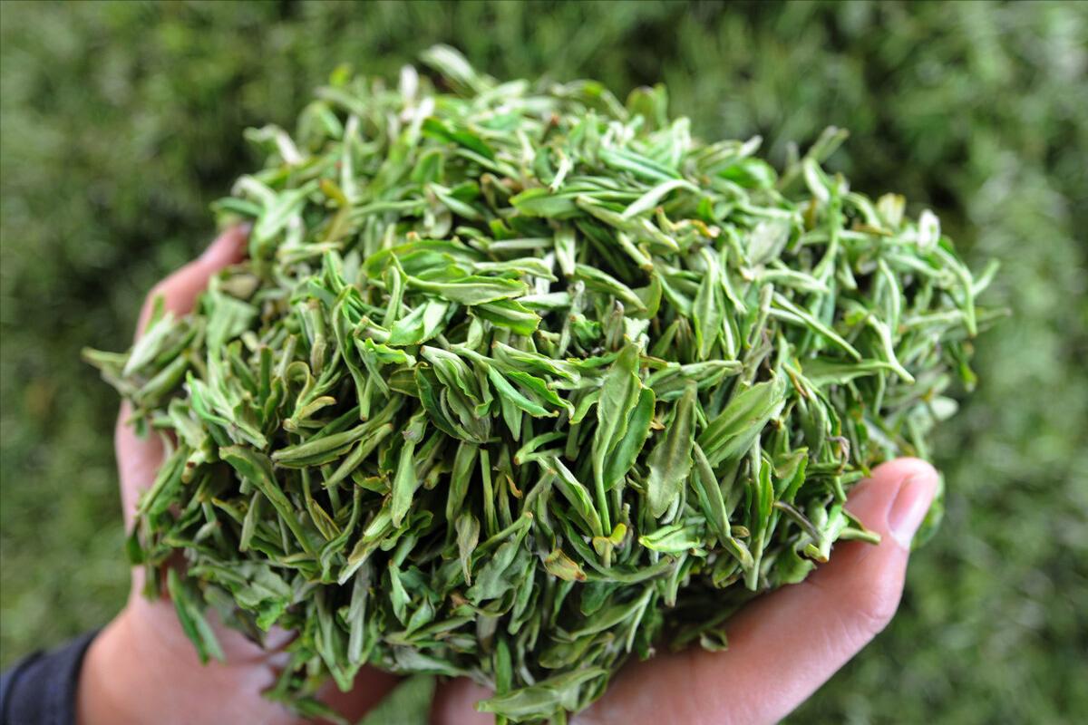 中国10大名茶排行榜的特点介绍,中国茶叶十大名茶介绍