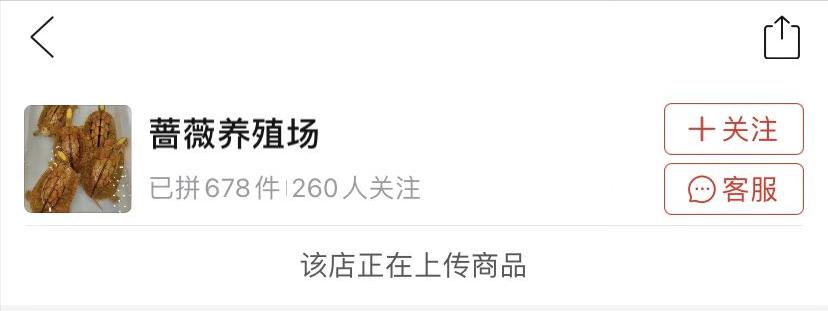 黄缘闭壳龟蛋孵化全过程,黄缘龟蛋孵化靠谱吗