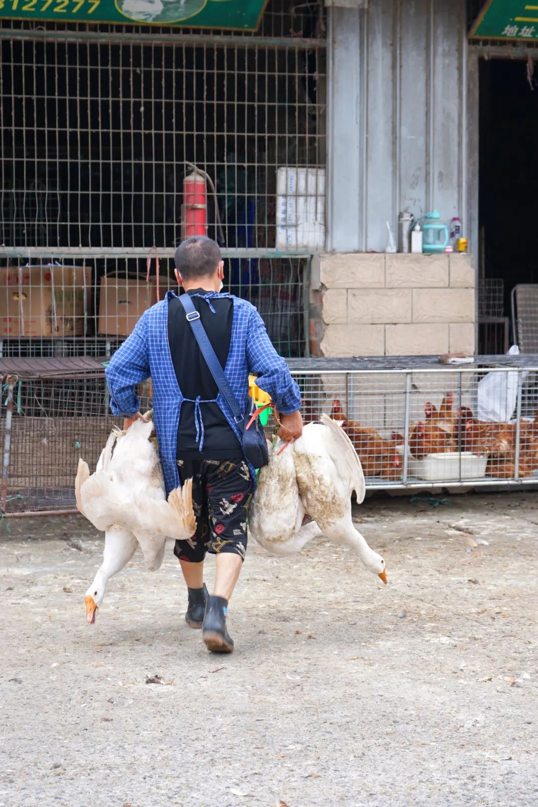 三联鸡鸭市场在哪里,三联市场家禽