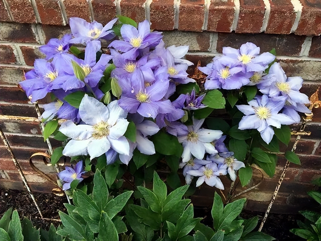 逛花市如何买好看又好养的花,花市上最好买的花有哪些