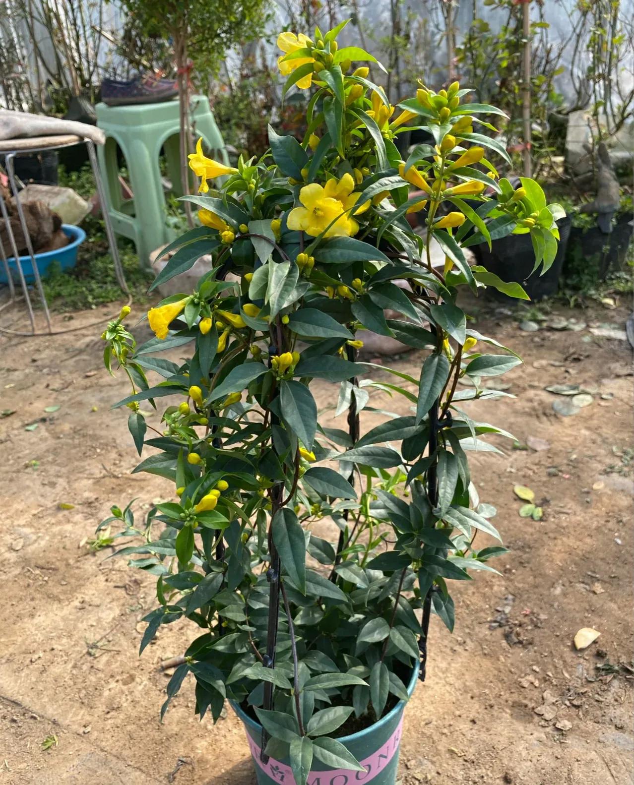 20种大毒花千万别养在家里太危险,新手这六种短命花一定要避开