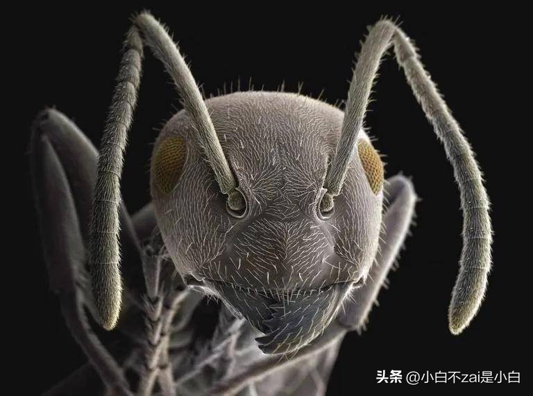 显微镜观察昆虫脸视频,昆虫在显微镜下的真正面目