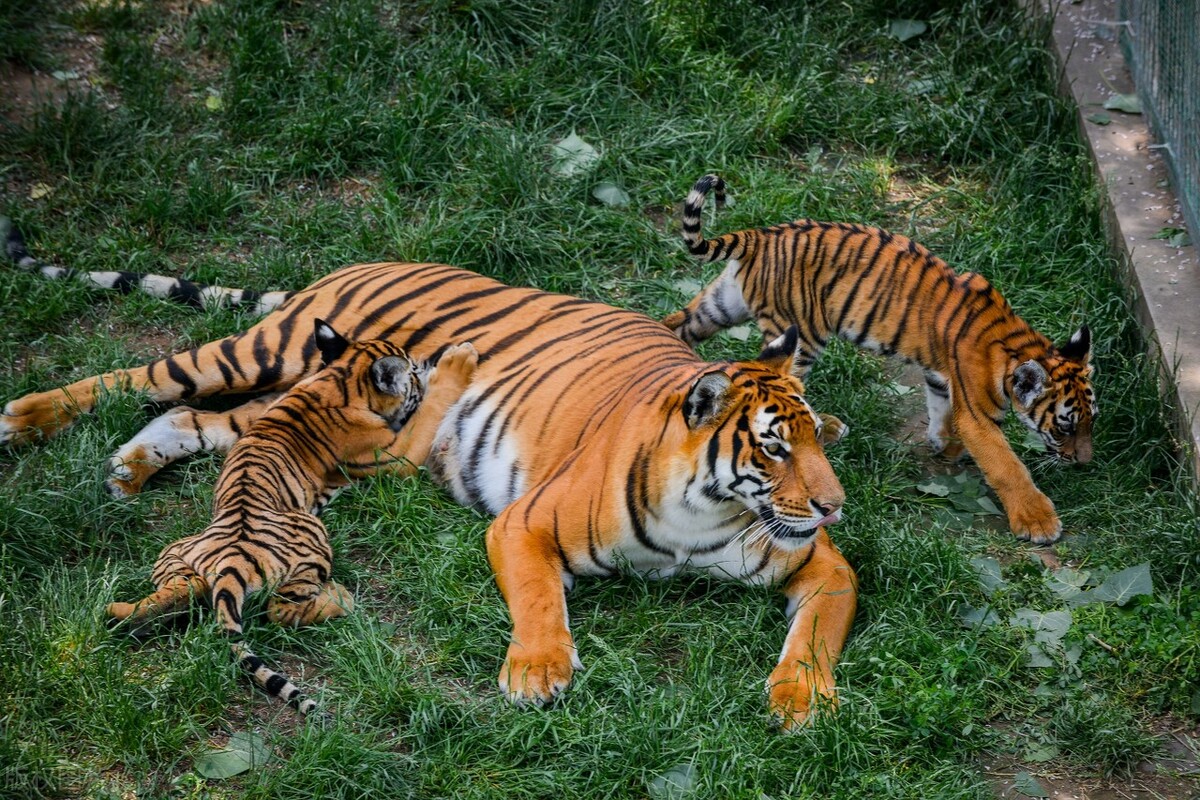 48岁写给本命年的自己散文随笔,买本命年红内衣散文