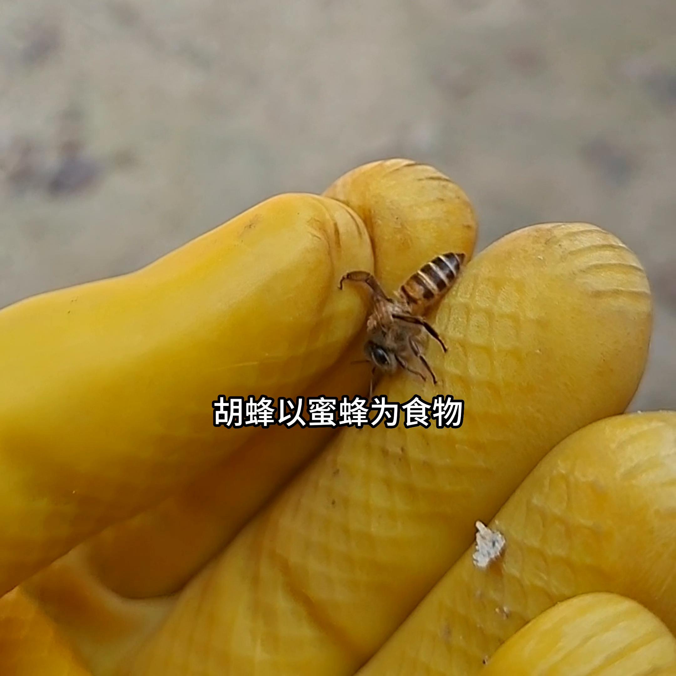 冬天蜜蜂养了几个月为什么会跑,蜜蜂养不强总是逃跑什么原因