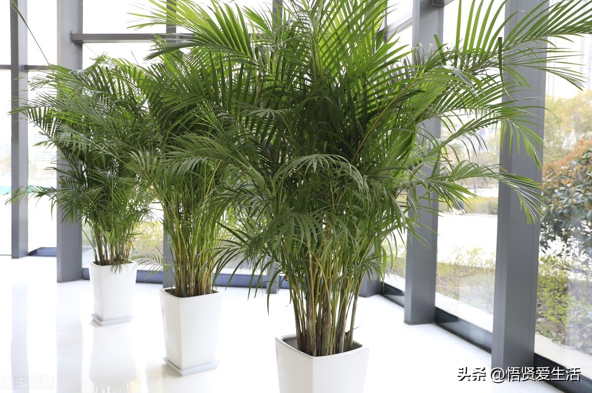 哪种绿色植物是最有效吸甲醛的,刚装修好的新房种什么植物去甲醛