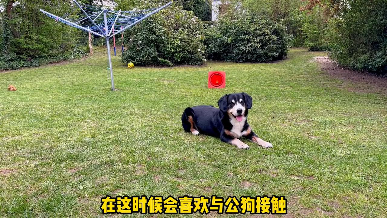 狗狗的第一次发情时间是多久？