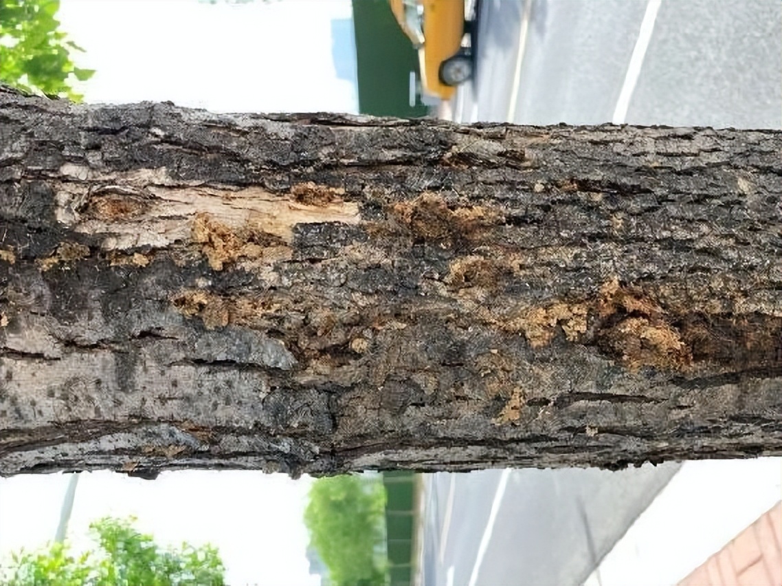 12月份园林绿化养护工作重点,元月份园林养护重点工作